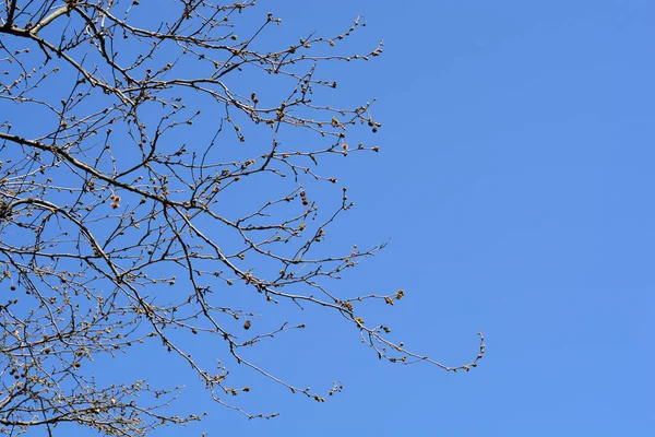 青い空に対して芽と種子を持つロンドンの飛行機の枝 ラテン名 Platanus Hispanica — ストック写真