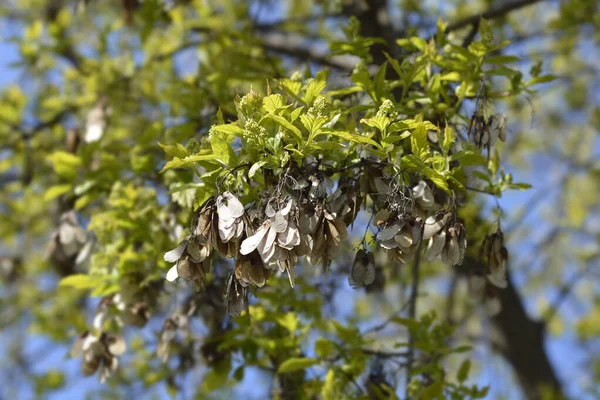 Amur Maple Branches New Leaves Flower Buds Dry Seeds Latin — 스톡 사진