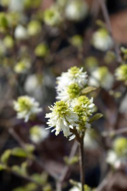 Mountain witch alder white flowers - Latin name - Fothergilla major