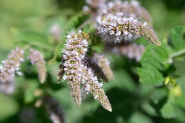 Pineapple mint flowers - Latin name - Mentha suaveolens