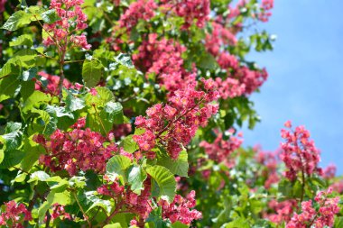 Mavi gökyüzüne karşı kırmızı at kestanesi ağacı - Latince adı - Aesculus x carnea