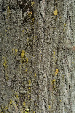 Gümüş kireç kabuğu detayı - Latince adı - Tilia tomentosa