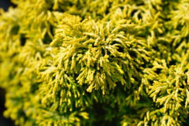 Hinoki selvi dalları - Latince adı Chamaecyparis obtusa Butterball