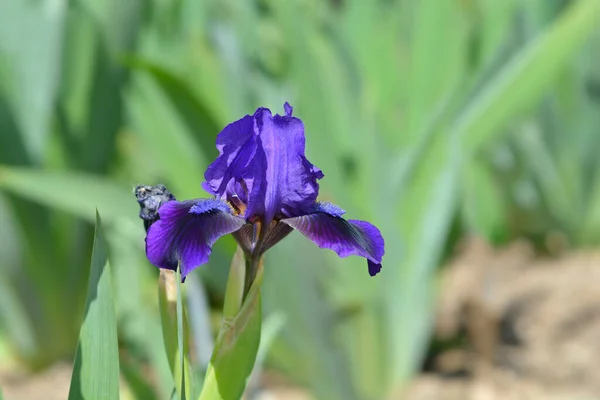 Standardní Trpasličí Vousatý Květ Iris Branniganové Latinský Název Iris Branniganová — Stock fotografie