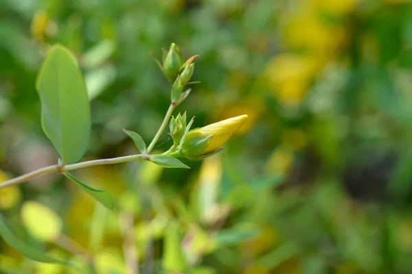 Aarons Beard Flower Bud Латинское Название Hypericum Calycinum — стоковое фото