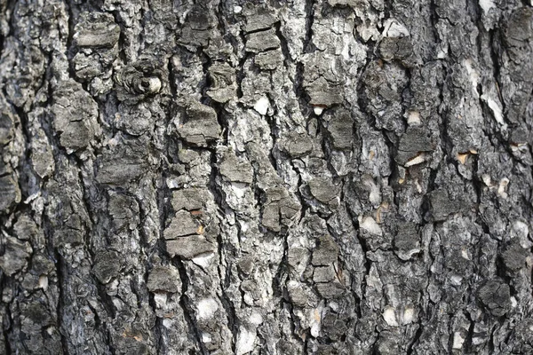 Blue Atlas Cedar Bark Detail Latin Name Cedrus Atlantica Glauca — Stockfoto