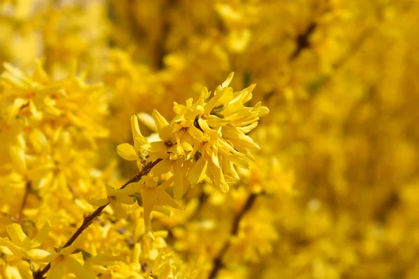 Bunga Kuning Forsythia Nama Latin Forsythia Suspensa — Stok Foto