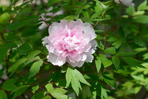 Δέντρο Παιωνία Ροζ Λουλούδι Λατινική Ονομασία Paeonia Suffruticosa — Φωτογραφία Αρχείου