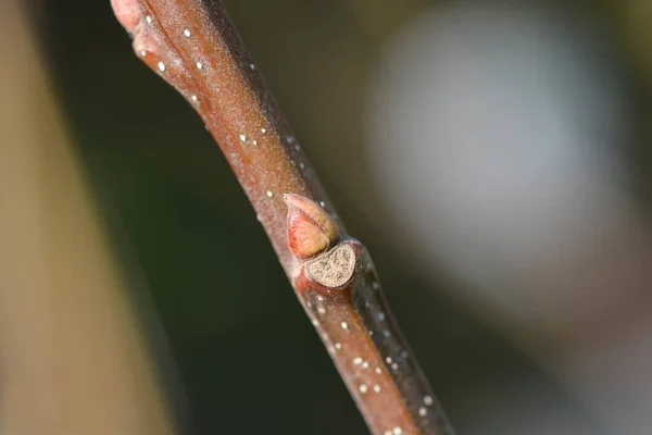Sweet Chestnut Branch Buds Latin Name Castanea Sativa — Stock Photo, Image