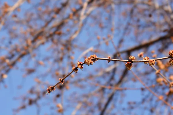 Ασημένιο Κλαδί Σφενδάμου Λουλούδια Latin Name Acer Saccharinum — Φωτογραφία Αρχείου