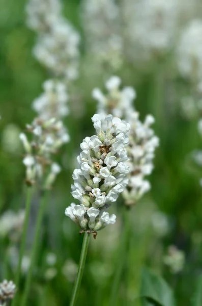 Common Lavender White Flowers Latin Name Lavandula Angustifolia — Zdjęcie stockowe