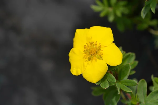 Θρούμπι Cinquefoil Λουλούδι Goldstar Λατινική Ονομασία Dasiphora Fruticosa Goldstar — Φωτογραφία Αρχείου