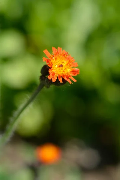 Kwiat Jastrzębia Pomarańczowego Łacińska Nazwa Pilosella Aurantiaca — Zdjęcie stockowe