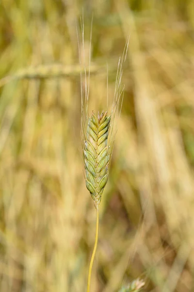 Pšenice Tvrdá Latinský Název Triticum Durum — Stock fotografie