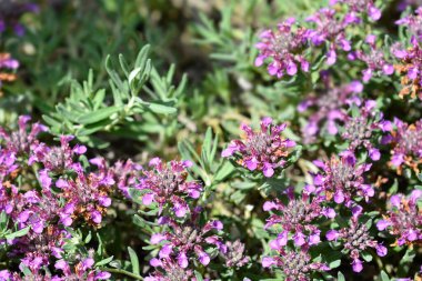 Alman melez çiçekleri - Latince adı Teucrium montanum x cossonii
