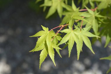 Japon akçaağaç yeşil yaprakları - Latince adı - Acer palmatum