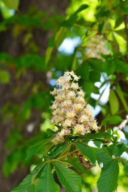 Klasik at kestanesi çiçekleri - Latince adı - Aesculus hipocastanum