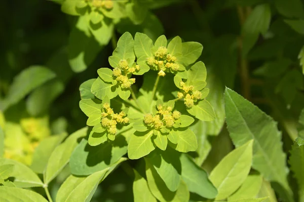 Cojín Spurge Flores Amarillas Nombre Latino Euphorbia Epithymoides — Foto de Stock