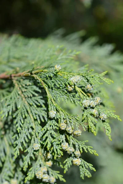 Wetten Cypress Triomf Van Boskoop Tak Met Fruit Latijnse Naam — Stockfoto