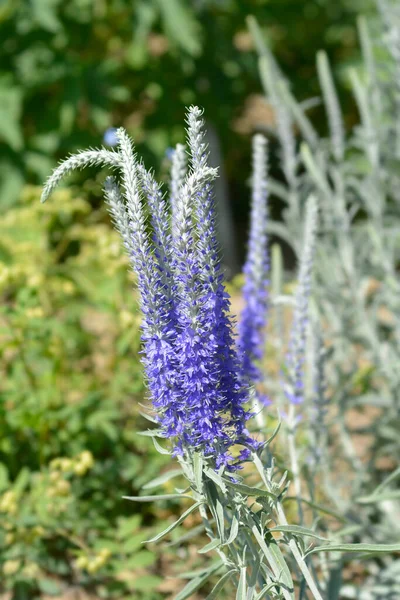 Silver Speedwell Blue Flower Latin Name Veronica Spicata Subsp Incana — Stock Photo, Image