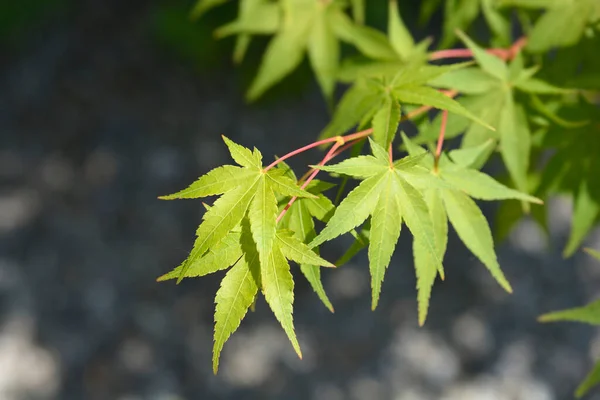 Japon Akçaağaç Yeşil Yaprakları Latince Adı Acer Palmatum — Stok fotoğraf