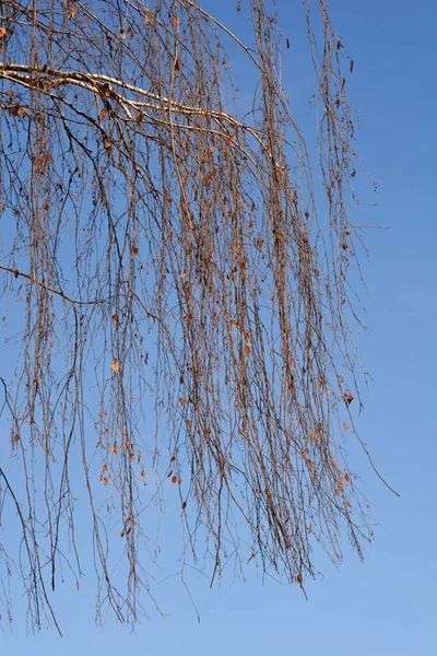 Birkenzweige Mit Trockenen Blättern Vor Blauem Himmel Lateinischer Name Betula — Stockfoto