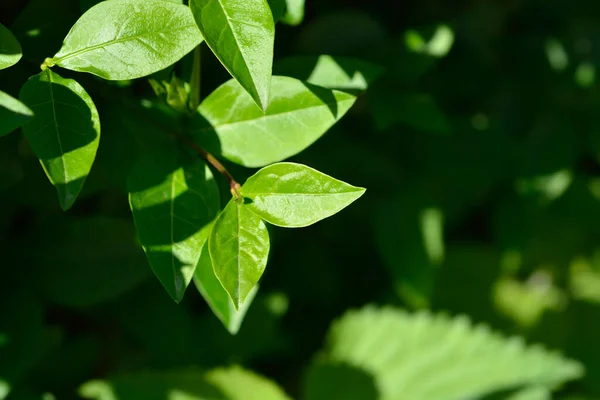 stock image Oval-leaved privet leaves - Latin name - Ligustrum ovalifolium