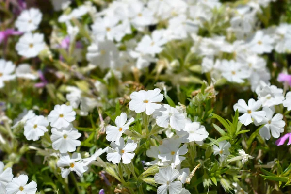 White Creeping Phlox Flowers Latin Name Phlox Subulata Alba — Stock Photo, Image