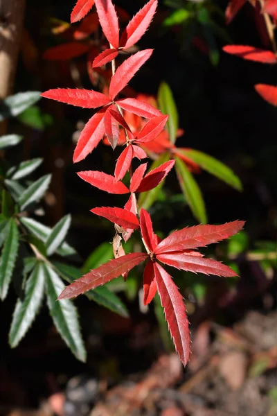 Sonbaharda Kırmızı Yapraklı Wintergreen Böğürtlen Dalı Latince Adı Berberis Julianae — Stok fotoğraf