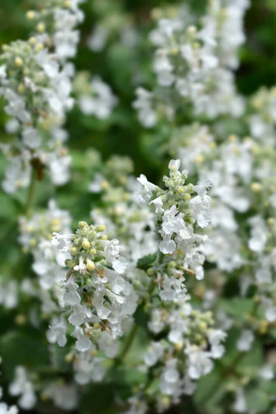 Catmint Snowflake Leaves Small White Flowers Latin Name Nepeta Racemosa — 스톡 사진