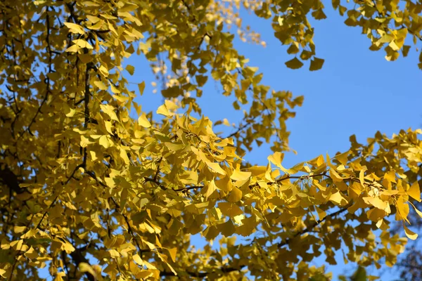Ginkgo Gałąź Drzewa Żółtymi Liśćmi Jesienią Łacińska Nazwa Ginkgo Biloba — Zdjęcie stockowe