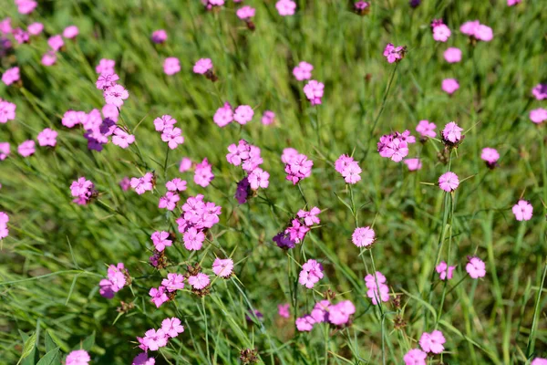 Slender Leaved Carthusian Pink Flowers Latin Name Dianthus Carthusianorum Subsp — Stock Photo, Image