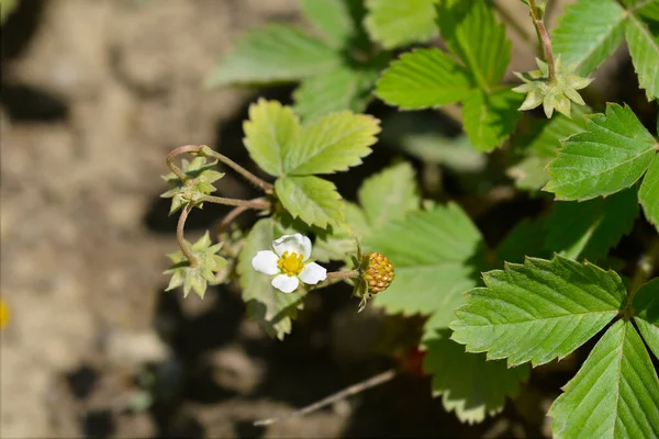 Wild Strawberry Flowers Unripe Fruit Latin Name Fragaria Vesca — Stock Photo, Image