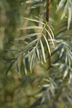 Güney konisi Marigold Latince adı Tagetes dakika