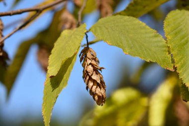 Latince adı Ostrya Carpinifolia olan Avrupa zıplama hornbeam dalı