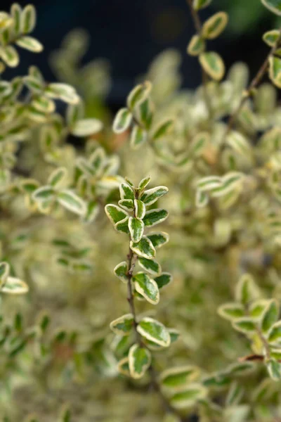 葉を持つ斑入りハニーサックルの枝 ラテン語名 Lonicera Pileata Variegata — ストック写真