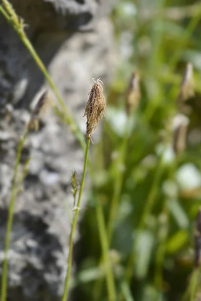 Sáska Virág Latin Név Carex Sylvatica — Stock Fotó
