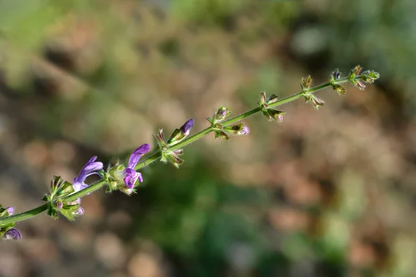 Kwiat Szałwii Indygo Nazwa Łacińska Salvia Forsskaolii — Zdjęcie stockowe