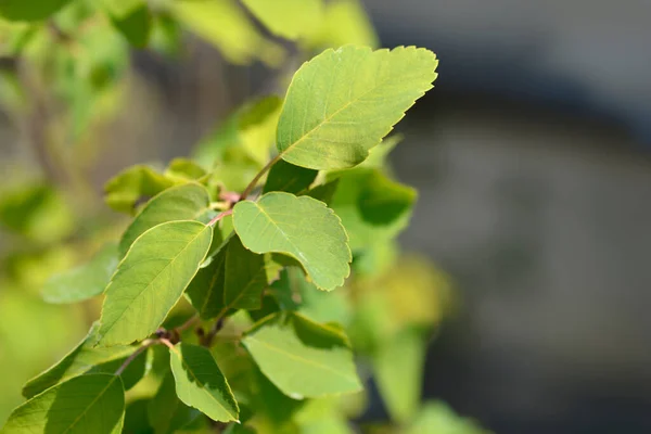 Alder Leaved Serviceberry Obelisk Branch Green Leaves 라틴어 Amelanchier Alnifolia — 스톡 사진