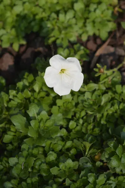 Velké Bílé Petúnie Květiny Latinský Název Petúnie Axillaris — Stock fotografie