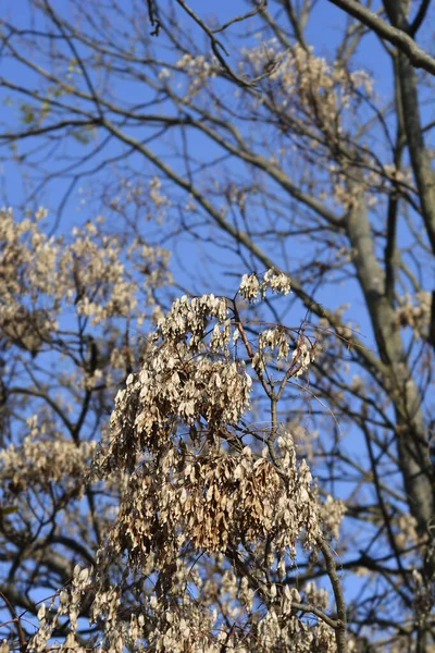 乾燥した種子を持つ天国の裸の枝の木 ラテン語名 Ailanthus Altissima — ストック写真
