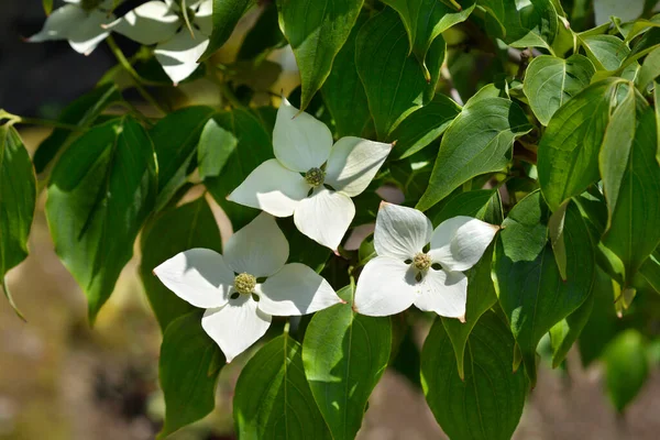 Cornouiller Fleurs Branche White Wonder Avec Des Fleurs Nom Latin — Photo