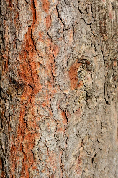 Serbiska Granbark Detalj Latinskt Namn Picea Omorika — Stockfoto