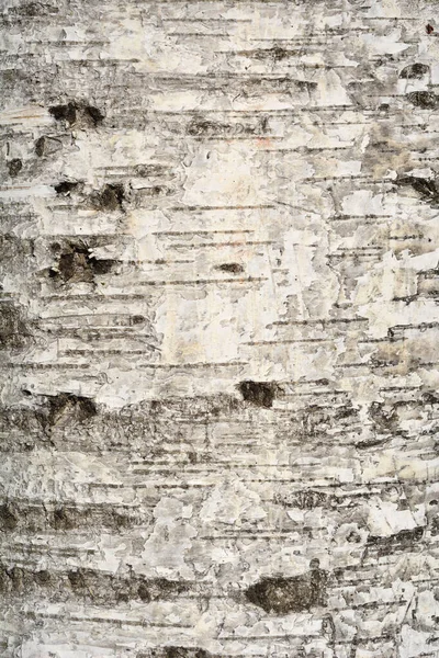 Detal Kory Brzozy Dojrzewającej Nazwa Łacińska Betula Pubescens — Zdjęcie stockowe