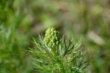 Sarı sülünler göz meyvesi - Latince adı - Adonis vernalis