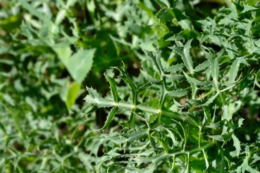 Alan eryngo yaprakları - Latince adı - Eryngium campestre
