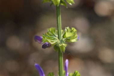 Indigo Ormanı adaçayı çiçeği tomurcuğu - Latince adı - Salvia forskaolii