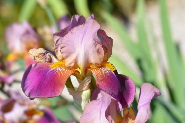 Uzun sakallı iris Vekili Nombolt Latince adı Iris barbata elatior Vekili Nombolt