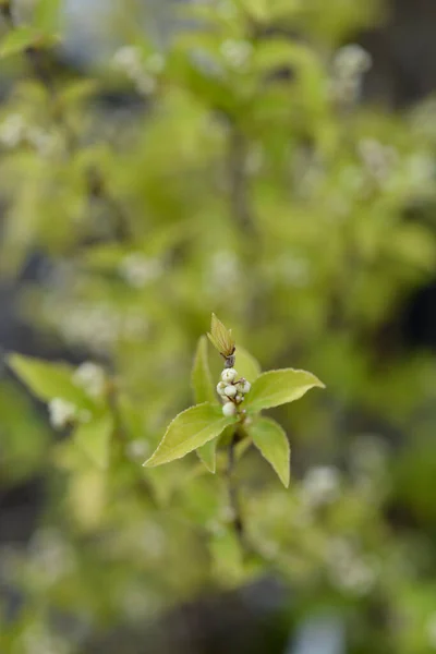 Schlanke Deutzia Weiße Blütenknospen Lateinischer Name Deutzia Gracilis — Stockfoto