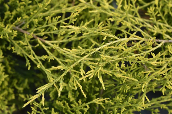 Golden Pfitzer Juniper Branches Latin Name Juniperus Media Pfitzeriana Aurea — Stock Photo, Image
